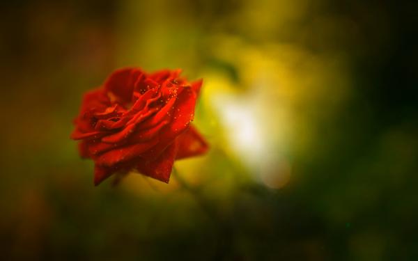 Free beautiful rose 4k wallpaper download