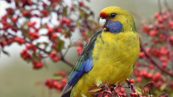 Free beautiful rosella parrot is standing on berry tree branch hd birds wallpaper download