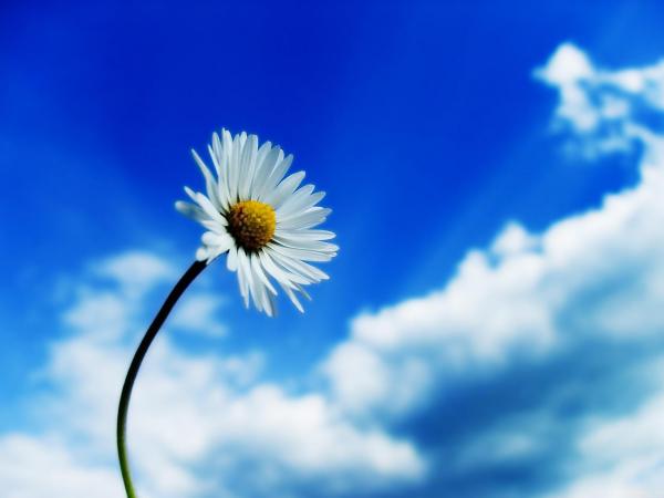 Free beautiful sky white flower wallpaper download