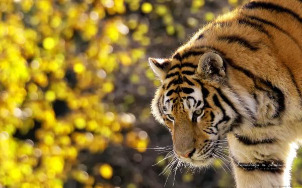 Free beautiful tiger wallpaper download