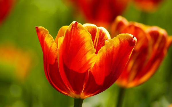 Free beautiful tulips wallpaper download