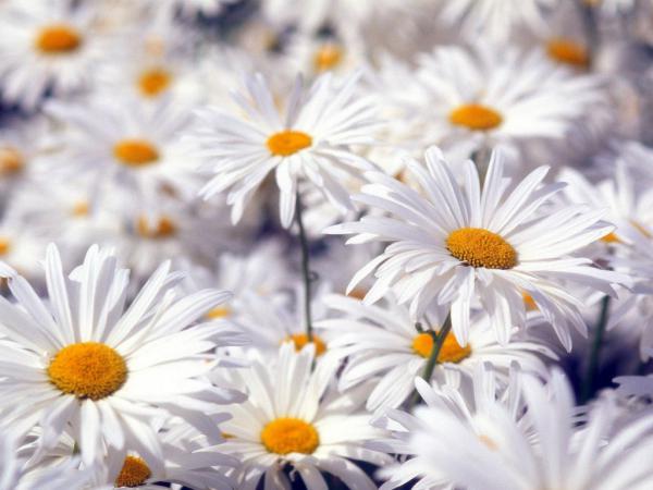 Free beautiful white flowers 1024x768 wallpaper download