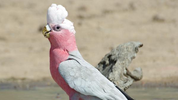 Free beautiful white peach color gallah parrot on tree trunk hd birds wallpaper download