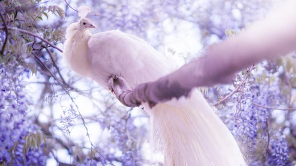 Free beautiful white peacock on tree branch in blur background 4k hd animals wallpaper download