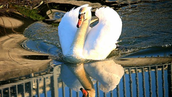 Free beautiful white swan is floating on body of water with reflection 4k hd animals wallpaper download