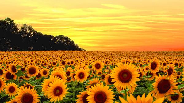 Free beautiful yellow sunflower fields with yellow sky background hd flowers wallpaper download