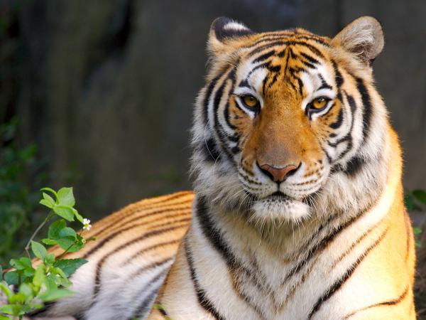 Free beauty of tiger wallpaper download