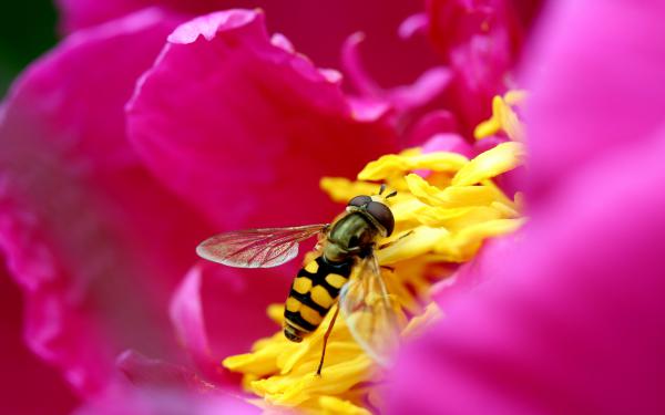 Free bee  flower in hd wallpaper download