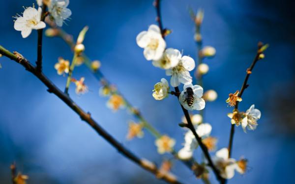 Free bee on white flowers wallpaper download