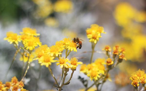 Free bee pollination wallpaper download