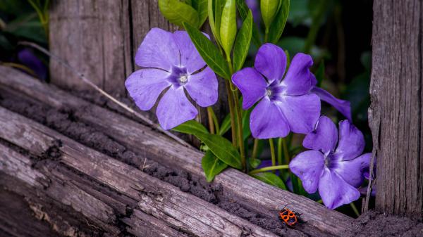 Free beetle periwinkle on wooden fence hd flowers wallpaper download