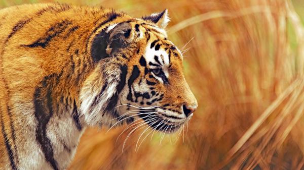 Free bengal tiger 4k 8k 2 wallpaper download