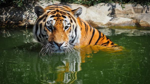Free bengal tiger 5k wallpaper download