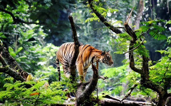Free bengal tiger in jungle wallpaper download