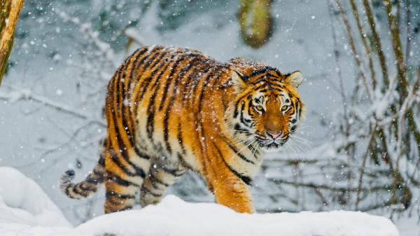 Free bengal tiger snowfall winter 4k wallpaper download