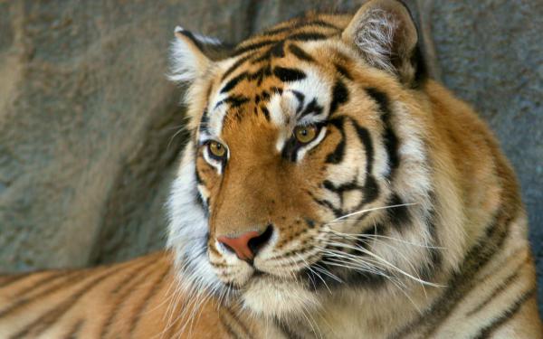 Free bengal tiger wallpaper download