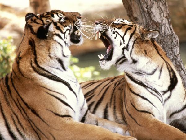 Free bengal tigers wallpaper download