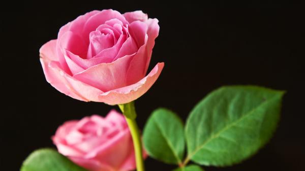 Free best pink roses wallpaper download