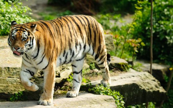 Free best tiger wallpaper download