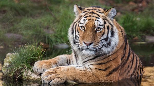 Free big amur tiger is sitting on water hd animals wallpaper download