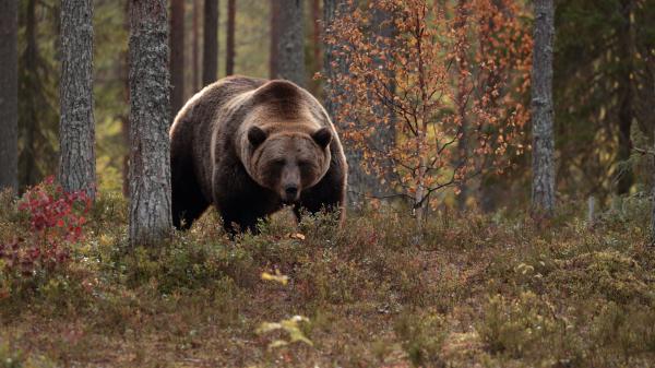 Free big black brown bear is walking in forest during daytime 4k 5k hd animals wallpaper download