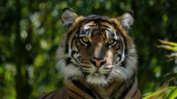 Free big brown tiger in green blur background hd animals wallpaper download