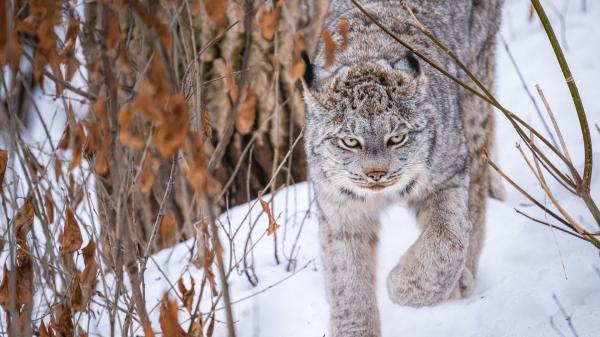 Free big cat is on snow during winter hd animals wallpaper download