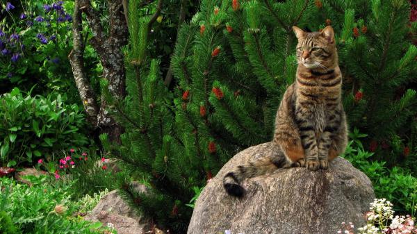 Free big cat is sitting on stone hd cat wallpaper download