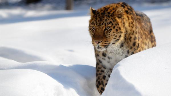 Free big cat leopard snow wildlife winter predator hd leopard wallpaper download