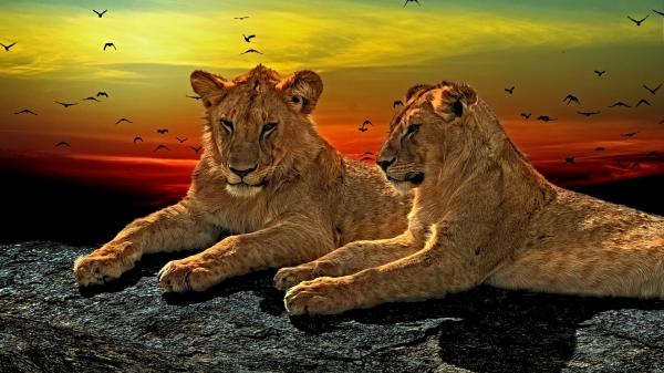 Free big cat lion wildlife predator hd lion wallpaper download