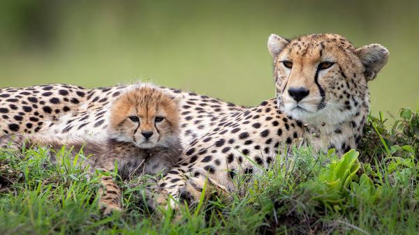 Free big cheetah and a baby cheetah hd animals wallpaper download