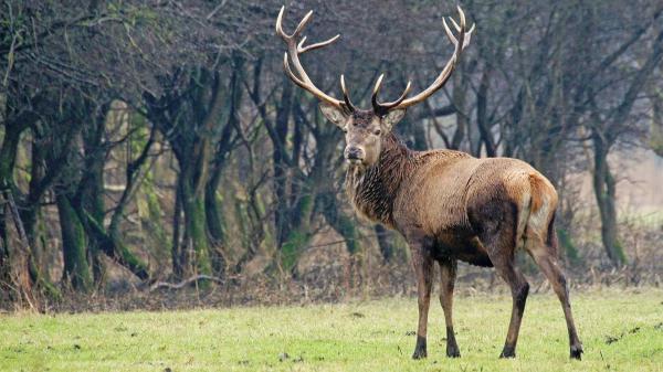 Free big deer is standing on green grass field hd deer wallpaper download