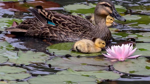 Free big duck and baby ducks are on body of water around lotus and leaves hd animals wallpaper download