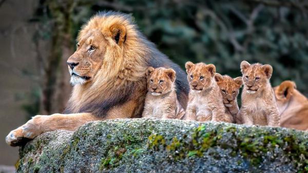 Free big lion and baby lions are sitting on rock in blur background 4k hd animals wallpaper download