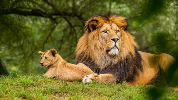 Free big lion is lying down on green grass in forest background with baby lion 4k 5k hd animals wallpaper download