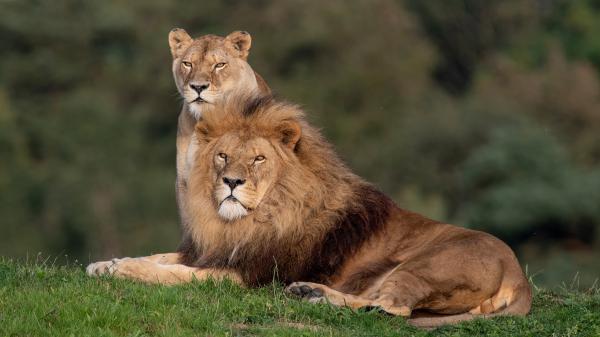 Free big lions are lying down on green grass in blur background 4k 5k hd animals wallpaper download