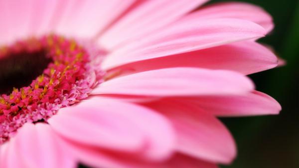 Free big pink daisy wallpaper download