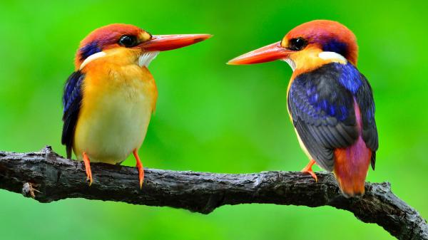 Free big sharp nose multicolor birds on tree branch in green background hd birds wallpaper download