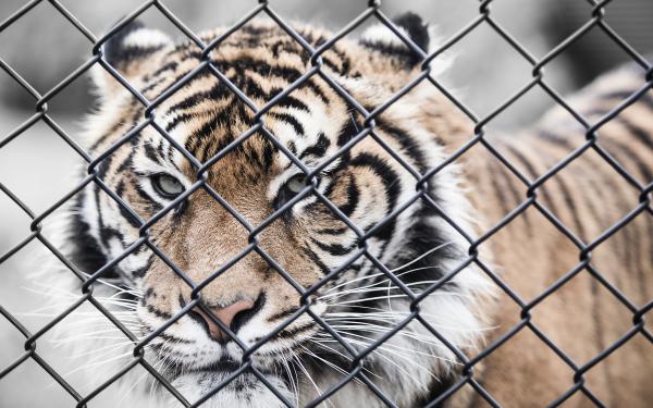 Free big tiger in zoo 4k wallpaper download