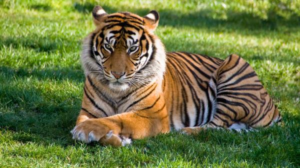 Free big tiger is lying down on green grass during daytime 4k hd animals wallpaper download