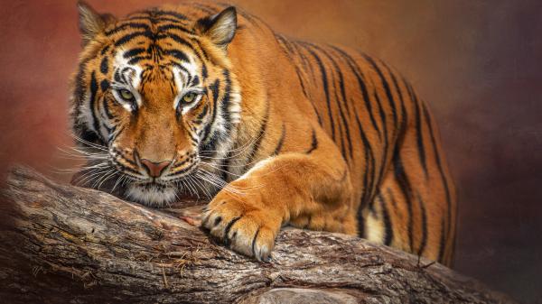 Free big tiger on tree trunk in blur background hd animals wallpaper download