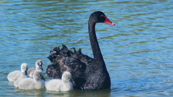 Free bird black swan and white chick swan on body of water during daytime hd animals wallpaper download