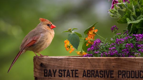 Free bird cardinal flower wildlife hd bird wallpaper download