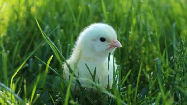 Free bird chick grass around green grass 4k 5k hd birds wallpaper download