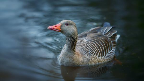 Free bird goose on water 4k hd birds wallpaper download