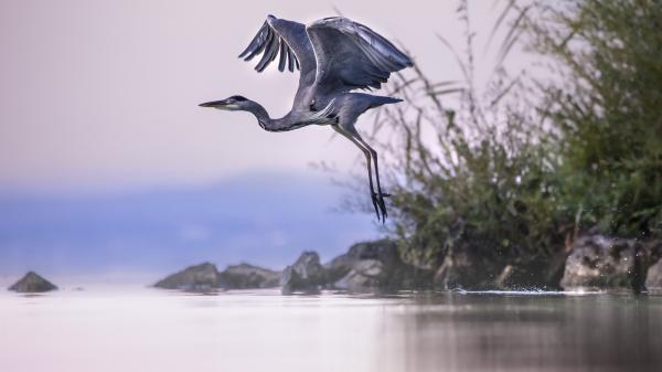 Free bird heron 4k hd animals wallpaper download