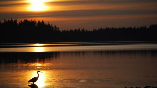 Free bird heron on water during sunset hd birds wallpaper download