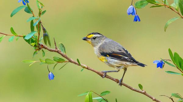 Free bird is standing on plant branch with green leaves and blue flowers hd animals wallpaper download