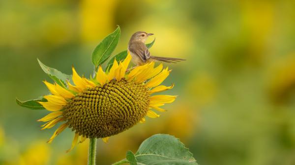 Free bird is standing on sunflower 4k hd animals wallpaper download