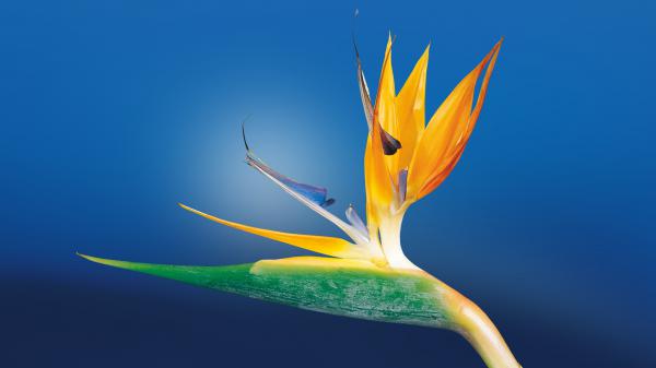 Free bird of paradise flower wallpaper download